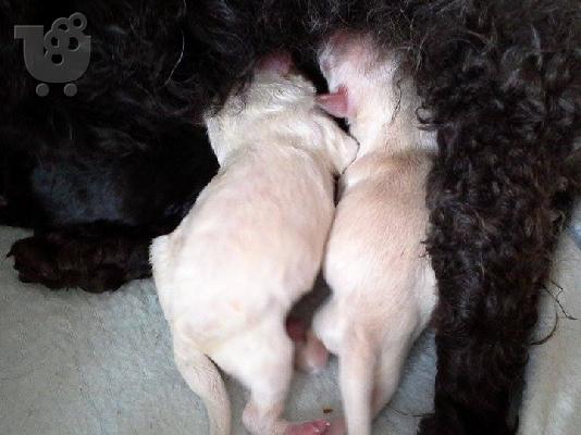 caniche poodle