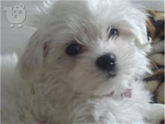 Maltese mini / Μαλτεζ μινι ΑΘΗΝΑ ΘΕΣΣΑΛΟΝΙΚΗ ΚΡΗΤΗ /6979314054...