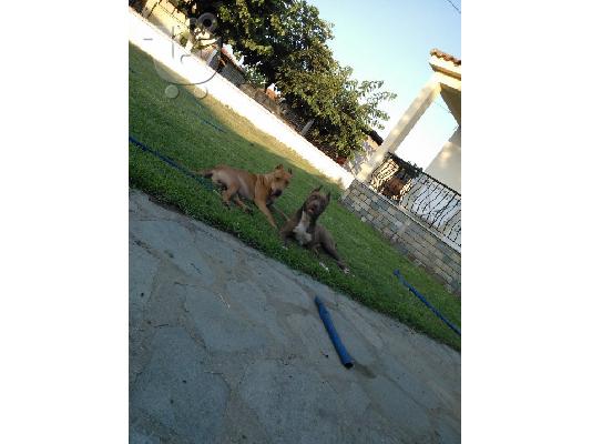 pitbull rednose