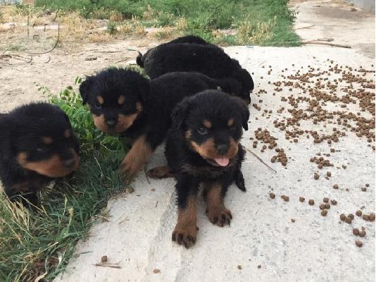 PoulaTo: rottweiler
