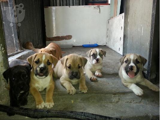 PoulaTo: DINONTAI KOUTABIA PITBULL 100 EBRW !!!! LOGOU AMESIS APOXORISEIS STO EKSOTERIKO..!!!!!!!