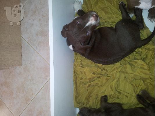Pit bull