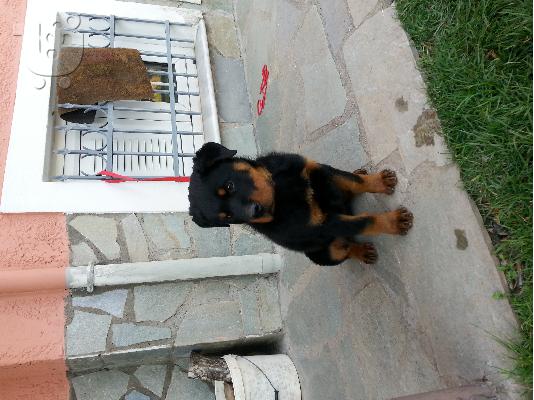 rottweiler καθαρόαιμο