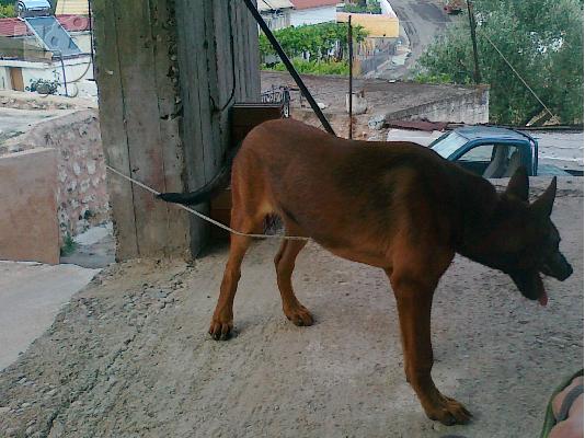 malinois