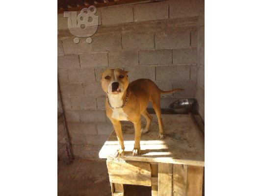 pitbull