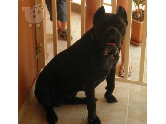 PoulaTo: Πωλούνται καθαρόαιμα κουτάβια Κάνε Κόρσο