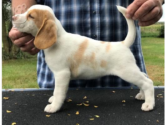PoulaTo: Beagle puppies