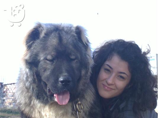 Kennel "Dushman" sale male Caucasian Shepherd