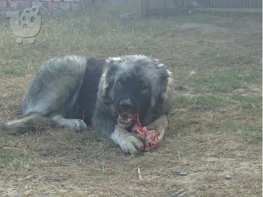 younger sister of world champion-caucasian dog 10 minwn