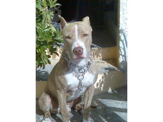 PoulaTo: ΨΑΧΝΩ ΘΥΛΙΚΟ PITBULL ΓΙΑ ΖΕΥΓΑΡΩΜΑ.EXW ENA REDNOSE TIΓΡΕ Πίτμπουλ