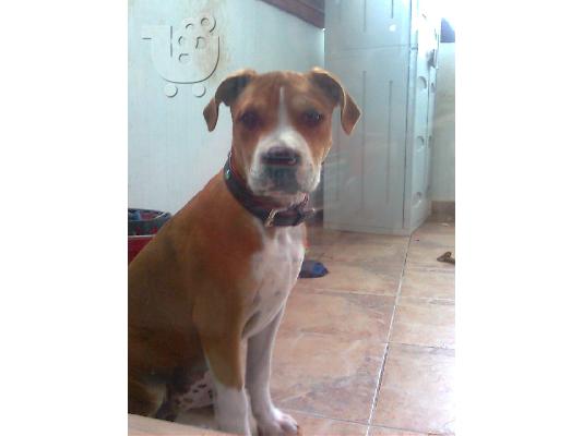 american staffordshire terrier Πίτμπουλ