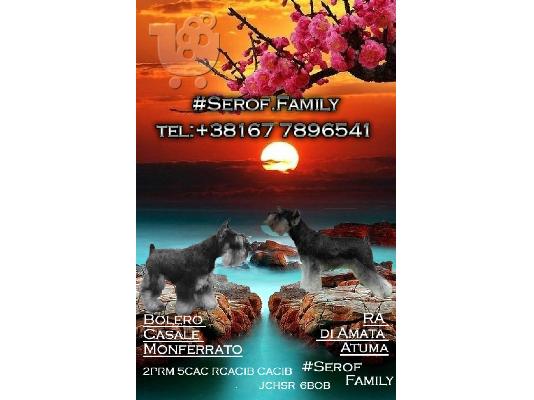 PoulaTo: Μινιατούρα Schnauzer