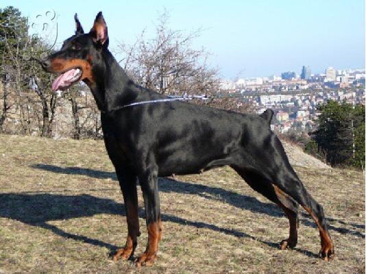 PoulaTo: Doberman-Ντόμπερμαν