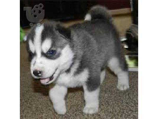PoulaTo: Χαριτωμένα κουτάβια Husky Σιβηρίας