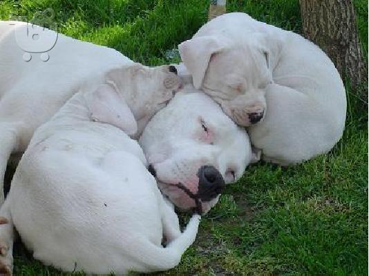 Dogo Argentino-Ντόγκο Αρτζεντίνο