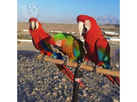 PoulaTo: Scarlet Macaw parrots for sale