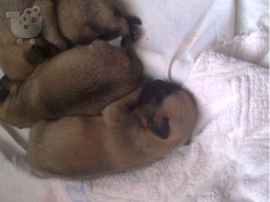 pug koutabia καθαροαιμα