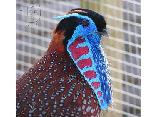 PoulaTo: Φασιανοι tragopan