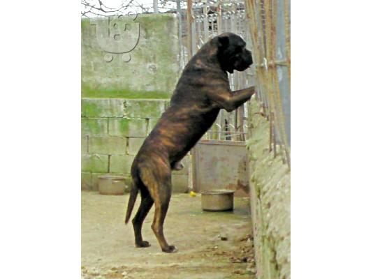 dogo canario