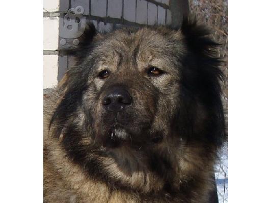 PoulaTo: Kennel 