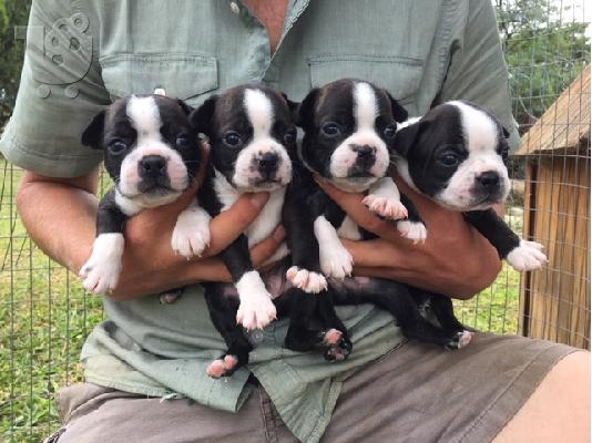 PoulaTo: Boston Terrier
