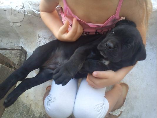 Διαθέσιμα καθαρόαιμα κουτάβια Cane Corso