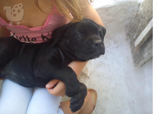 Διαθέσιμα καθαρόαιμα κουτάβια Cane Corso