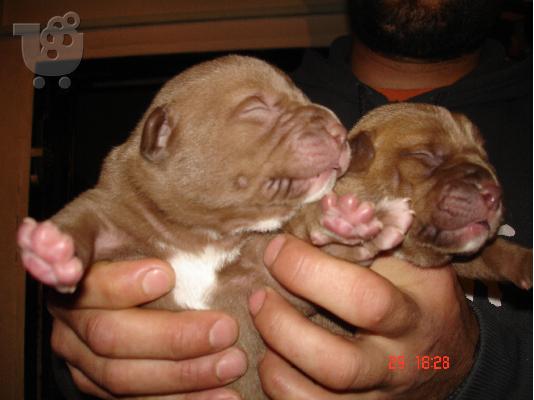 pitbull red nose