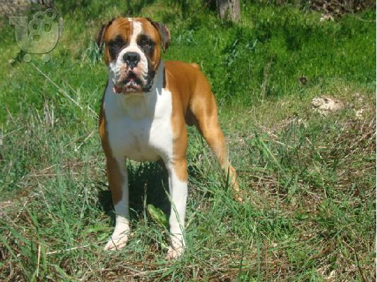 PoulaTo: boxer