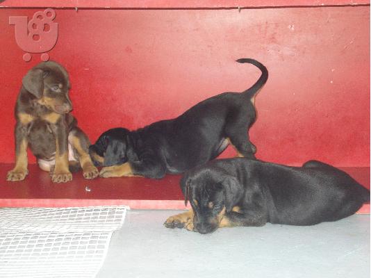 Doberman