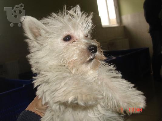 PoulaTo: WEST HIGHLAND WHITE TERRIER