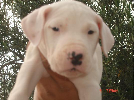dogo argentino