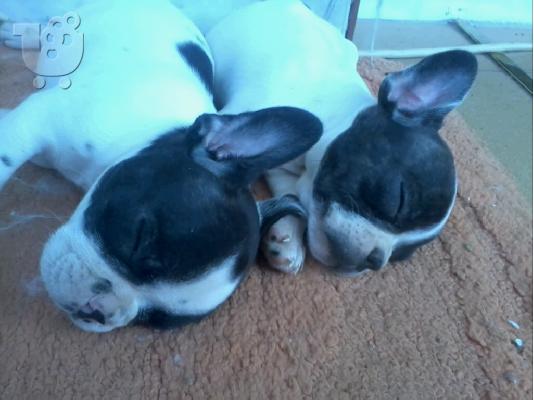 FRENCH BULLDOG