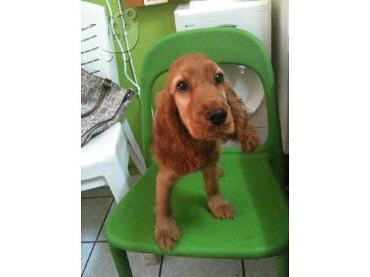 english cocker spaniel Κόκερ Σπάνιελ
