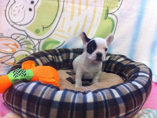 PoulaTo: French Bulldog