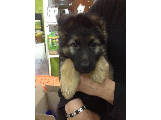 PoulaTo: GERMAN SHEPHERD -ΓΕΡΜΑΝΙΚΟΣ ΠΟΙΜΕΝΙΚΟΣ
