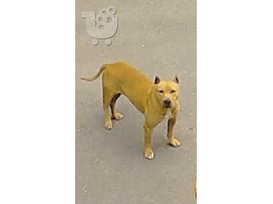 PoulaTo: zitite katharoaimo pit bull thliko gia zeugaroma