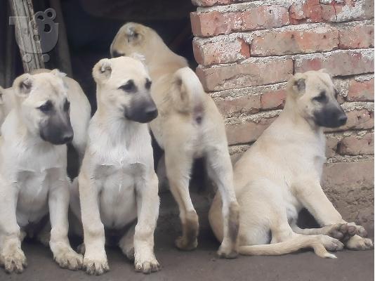Turski kangal