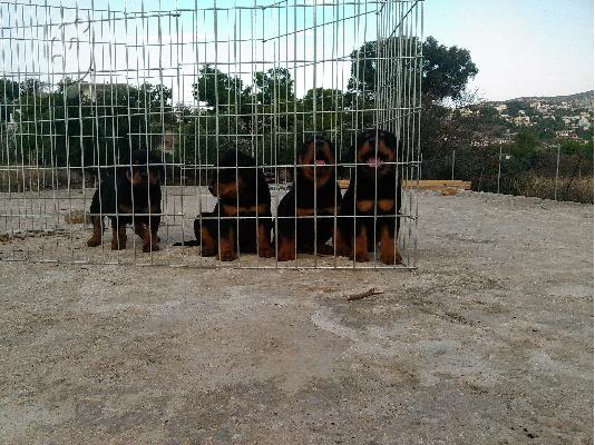 PoulaTo: κουτάβια