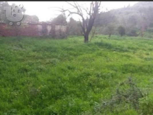 Πωλείται οικόπεδο στην Ζάκυνθο μέσο γερακαρι αλυκές 4 στρέμματα...