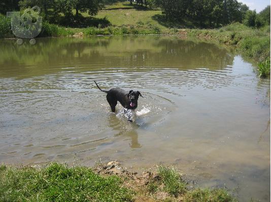 PoulaTo: GREAT DANE KOYTABIA