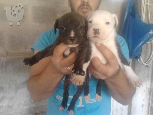 κουταβια american pitbull terrier καθαροαιμα