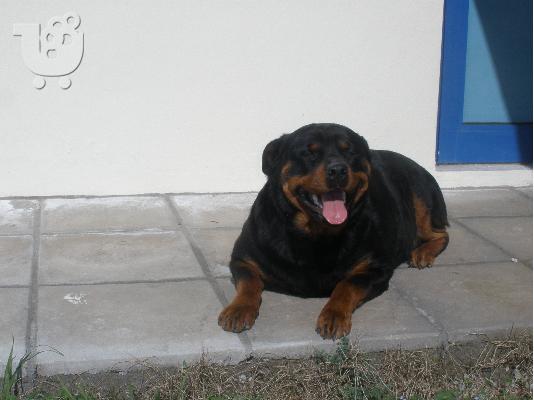 rottweiler puppies