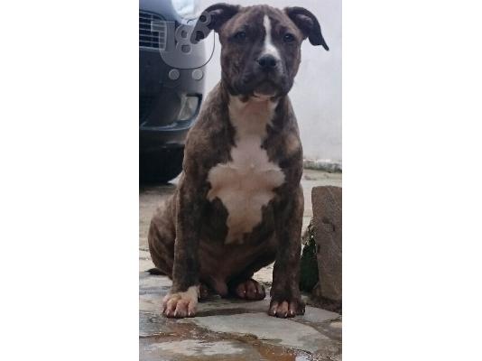 pitbull