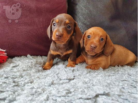 PoulaTo: Όμορφα κουτάβια dachshund+34634098453