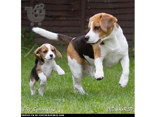 Beagle - Μπιγκλ καθαροαιμα και υιγιεστατα κουταβια στις καλυτερες τιμες 6979314054...