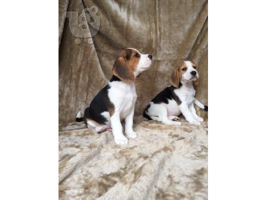 PoulaTo: Πανέμορφα κουτάβια Beagle.