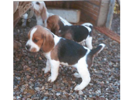 beagle