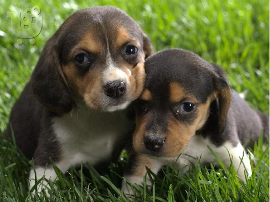 κουτάβια beagle