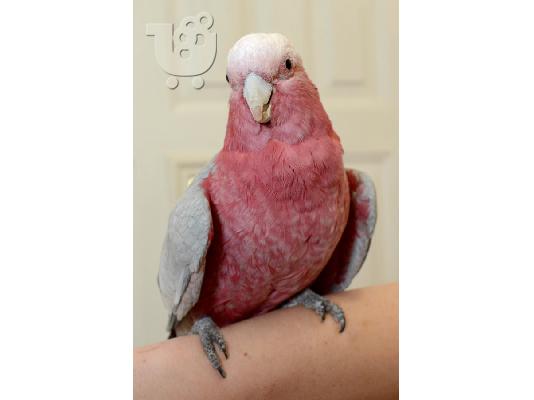PoulaTo: Rose Breasted